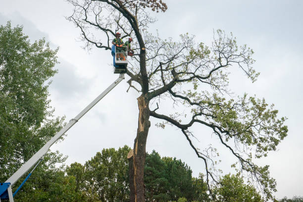 Best Commercial Tree Services  in Holly Ridge, NC