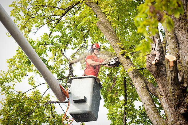 Best Storm Damage Tree Cleanup  in Holly Ridge, NC