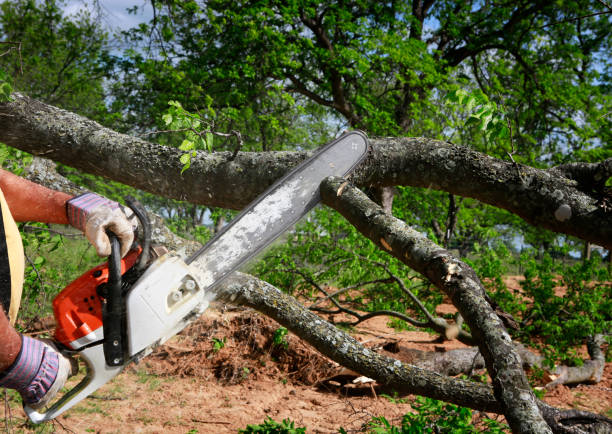 Best Fruit Tree Pruning  in Holly Ridge, NC