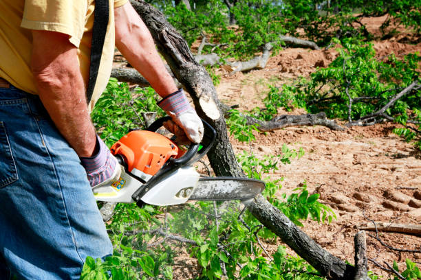 Best Palm Tree Trimming  in Holly Ridge, NC